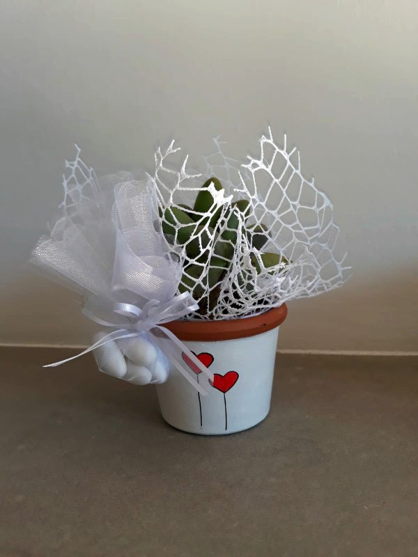 Vaso con pianta grassa